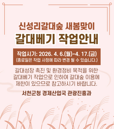 신성리갈대숲 새봄맞이
갈대베기 작업안내
작업시기: 2026. 4. 6.(월)~4. 17.(금)
(종료일은 작업 사정에 따라 변경 될 수 있습니다.)
갈대성장 촉진 및 환경정비 목적을 위한
갈대베기 작업으로 인하여 갈대숲 이용에
제한이 있으므로 참고하시기 바랍니다.
서천군청 경제산업국 관광진흥과