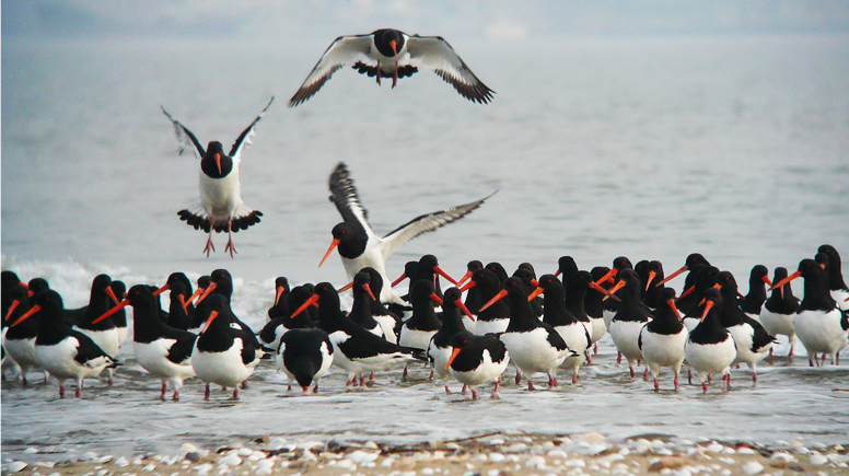유부도에 서식하는 새들의 사진