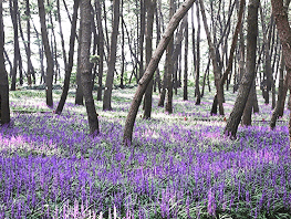 보랏빛 코스(서청)